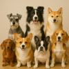 Re: Beyond the Top 10: Korea’s Other Favorite Dog Breeds in 2025